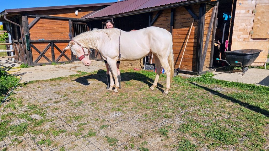 kôn stojaci pred stajňou na plastových zatrávňovačoch série N
